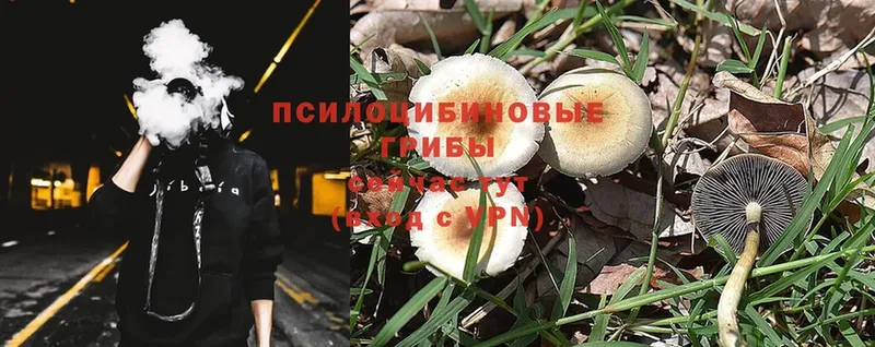 Галлюциногенные грибы Psilocybine cubensis  хочу   Аткарск 